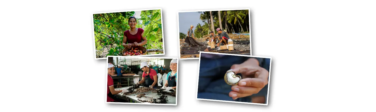 Imagebilder KLUTH Bali-Cashews